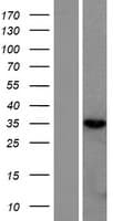 RNASEH2B Protein (Over-Expression Lysate Myc-DDK (Flag))