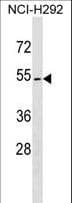 ZPLD1 Antibody (aa256-285)