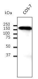 Polyclonal Goat anti-Human CDH1 / E Cadherin Antibody (aa750-850, WB)