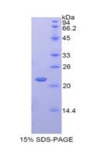 Rat IFNA4 / Interferon Alpha 4 Protein (Recombinant His-T7)