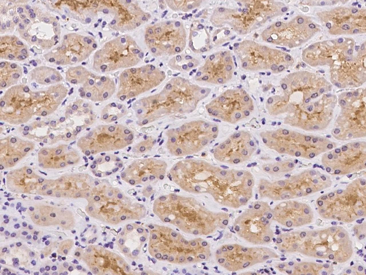GALM / Mutarotase Antibody