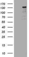 ZEB2 / SIP-1 Antibody (aa1-350, clone OTI1E12)