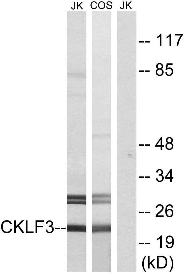 CMTM3 Antibody (aa1-50)