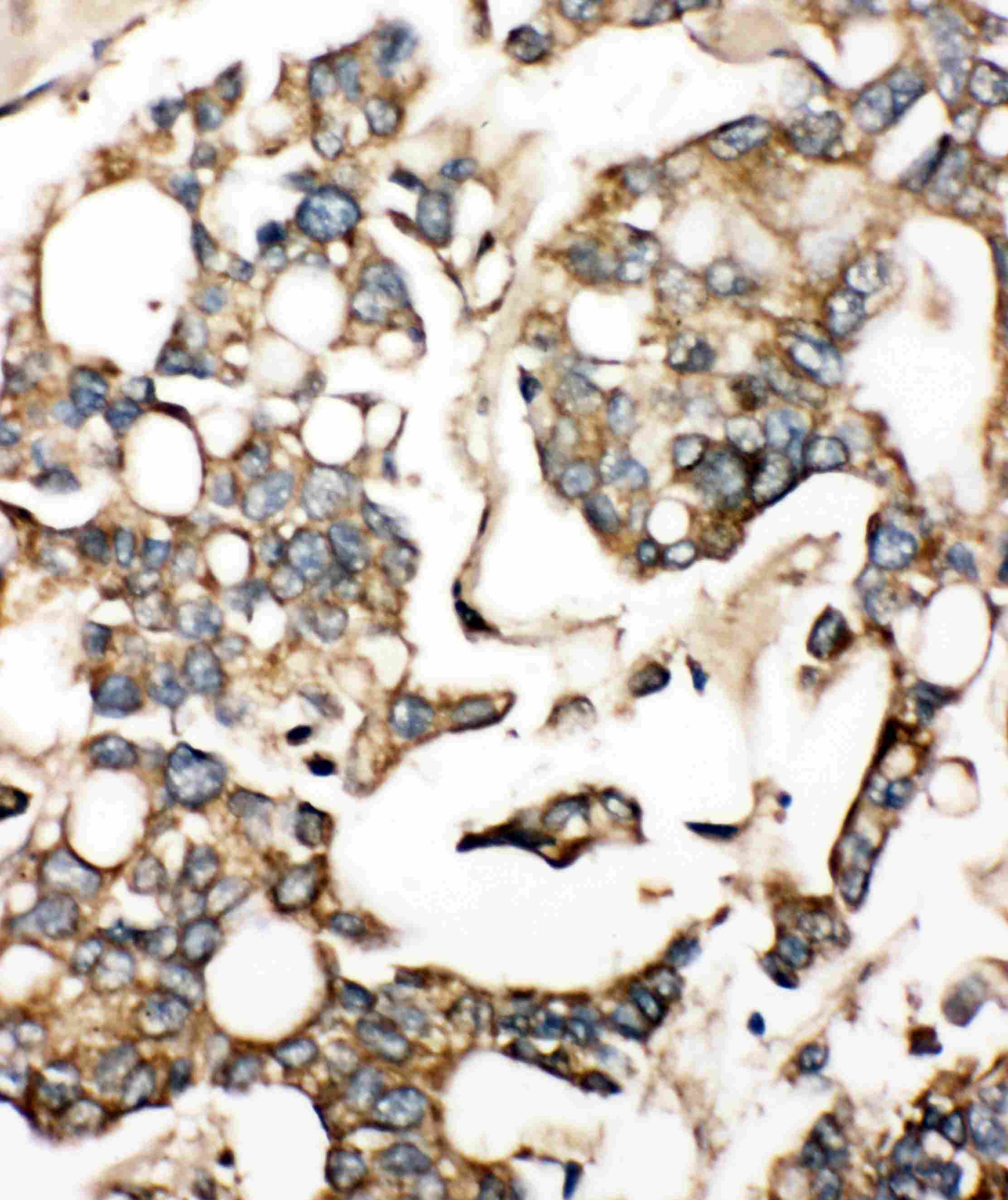 SLC10A1 / NTCP Antibody (aa141-154)