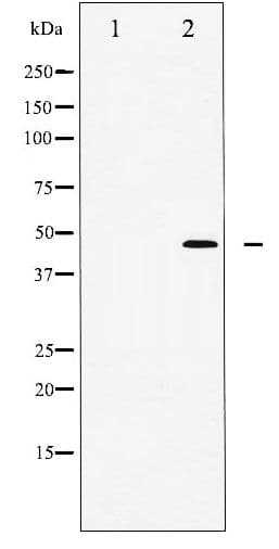 JUN / c-Jun Antibody (phospho-Thr91)