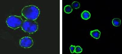 Monoclonal Mouse anti-Human CD37 Antibody (clone 2B8, IF)