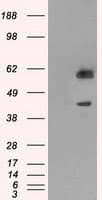 PPP1R7 Antibody (clone OTI3E7)