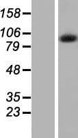 INT7 / INTS7 Protein (Over-Expression Lysate Myc-DDK (Flag))
