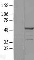 POLDIP3 / p46 Protein (Over-Expression Lysate Myc-DDK (Flag))