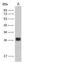 BDNF Antibody (clone 010, Preservative Free)