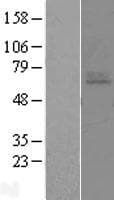 EDNRA / Endothelin A Receptor Protein (Over-Expression Lysate Myc-DDK (Flag))