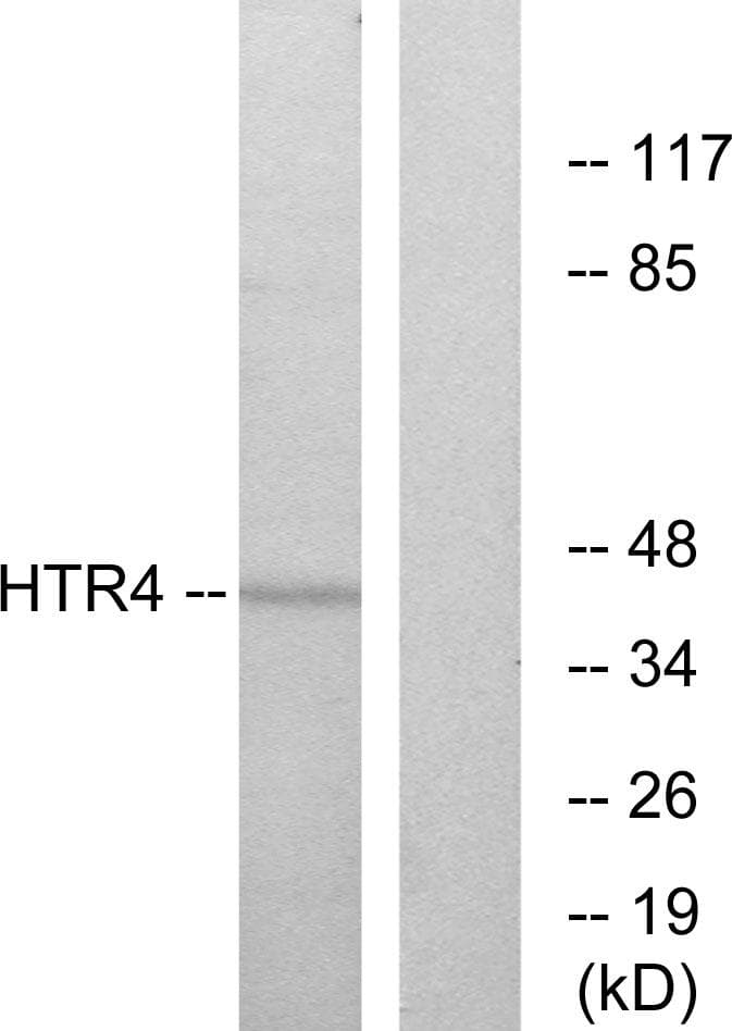 Polyclonal Rabbit anti-Human HTR4 / 5-HT4 Receptor Antibody (IF, WB)