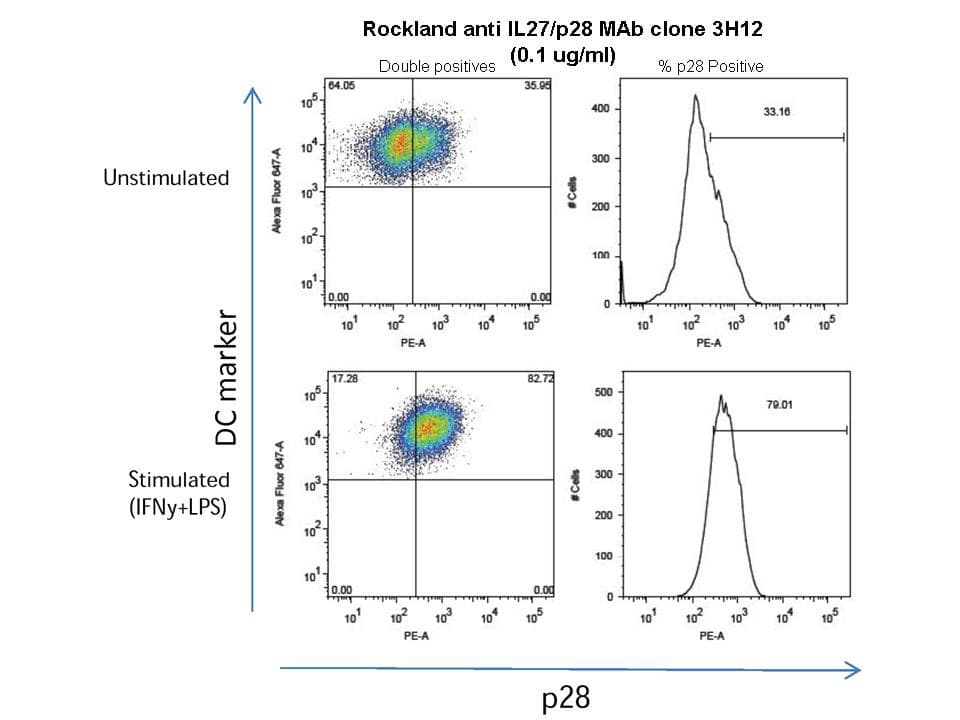 IL27 Antibody (clone 3H12.F10)