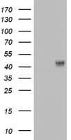 EMA / MUC1 Antibody (clone OTIA3E2)