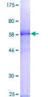 Human GATA1 Protein (Recombinant GST)