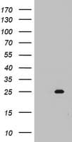 MRPS11 Antibody (clone OTI2E9)