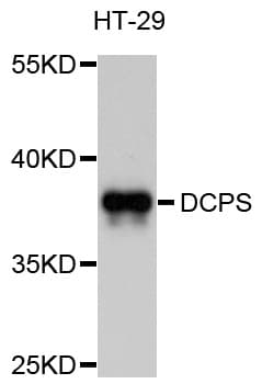 DCPS Antibody