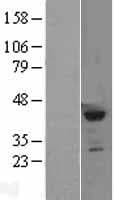 SETD8 / SET8 Protein (Over-Expression Lysate Myc-DDK (Flag))