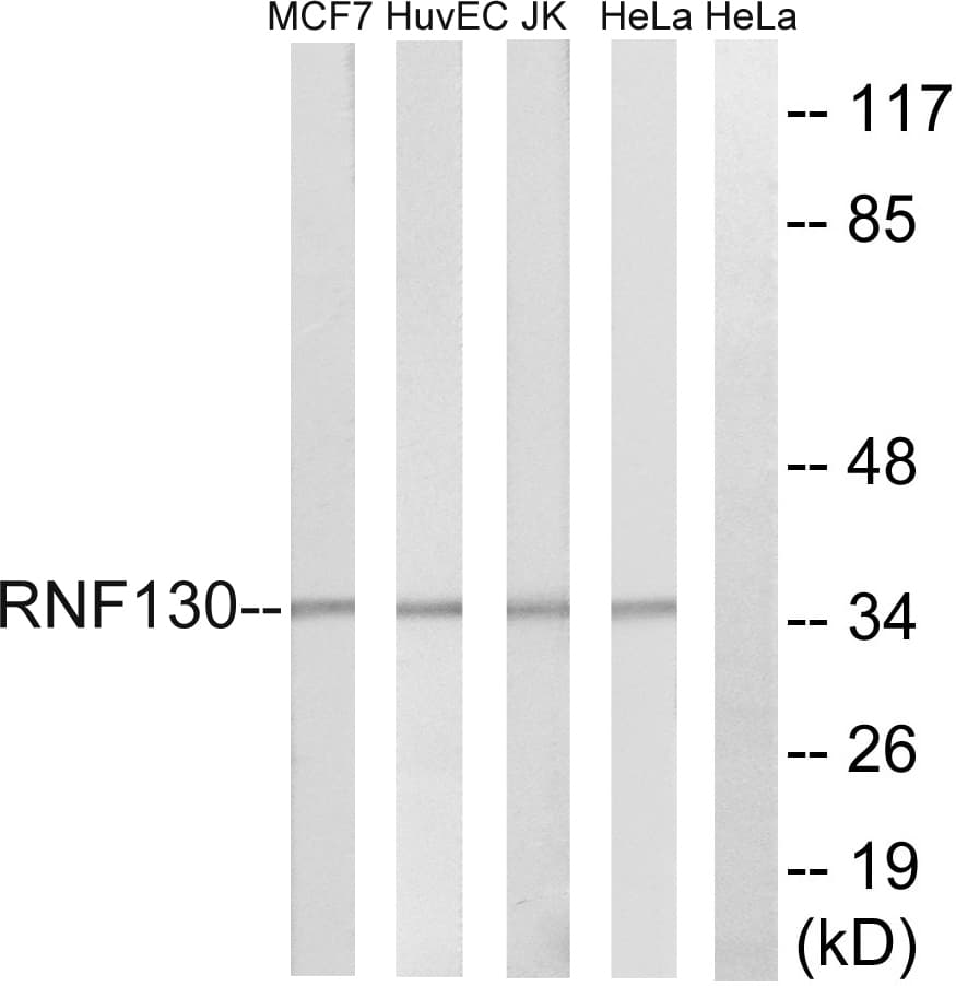 RNF130 Antibody (aa231-280)