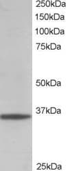 IHC-plus™ Polyclonal Goat anti-Human GAPDH Antibody (aa279-290, IHC, IF, WB)