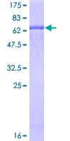 Human CD34 Protein (Recombinant GST)