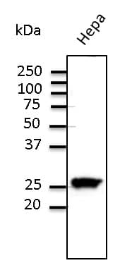 Rab11 Antibody (C-Terminus)