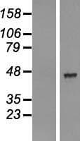 AADACL2 Protein (Over-Expression Lysate Myc-DDK (Flag))