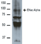 SCNN1A / ENaC Alpha Antibody (clone 2G4)