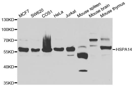 HSP70L1 / HSPA14 Antibody