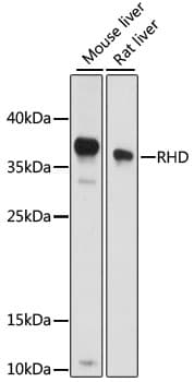 RHD Antibody