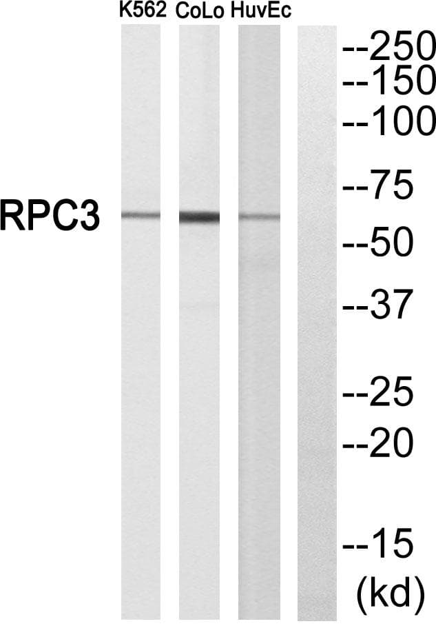 Polyclonal Rabbit anti-Human POLR3C Antibody (WB)