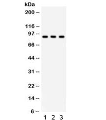 CTCF Antibody