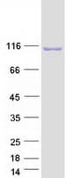 Human INPP4A Protein (Recombinant Myc-DDK (Flag))