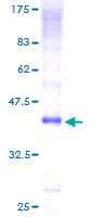 Human CLEC7A / Dectin 1 Protein (Recombinant GST)