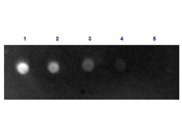Rabbit Anti-Sheep IgG Secondary Antibody (FITC)