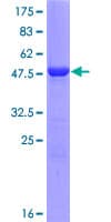 Human Latexin / MUM Protein (Recombinant GST)