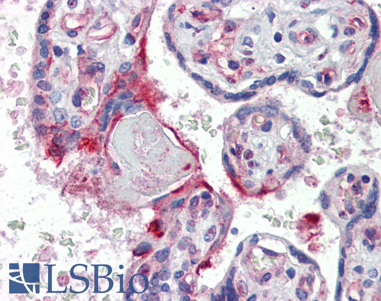 IHC-plus™ SRC Antibody (aa1-30)