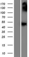 GCNT7 Protein (Over-Expression Lysate Myc-DDK (Flag))