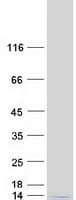 Human HIST1H2BL Protein (Recombinant Myc-DDK (Flag))