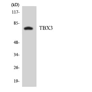 TBX3 Antibody (aa311-360)