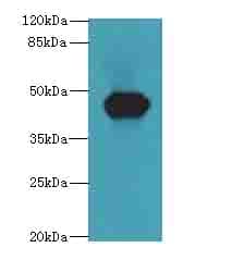 ACTL7B Antibody