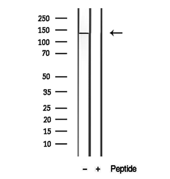 PTPRU Antibody