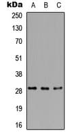 RPA4 Antibody (C-Terminus)