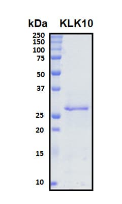 Human KLK10 / Kallikrein 10 Protein (Recombinant His, N-Terminal)