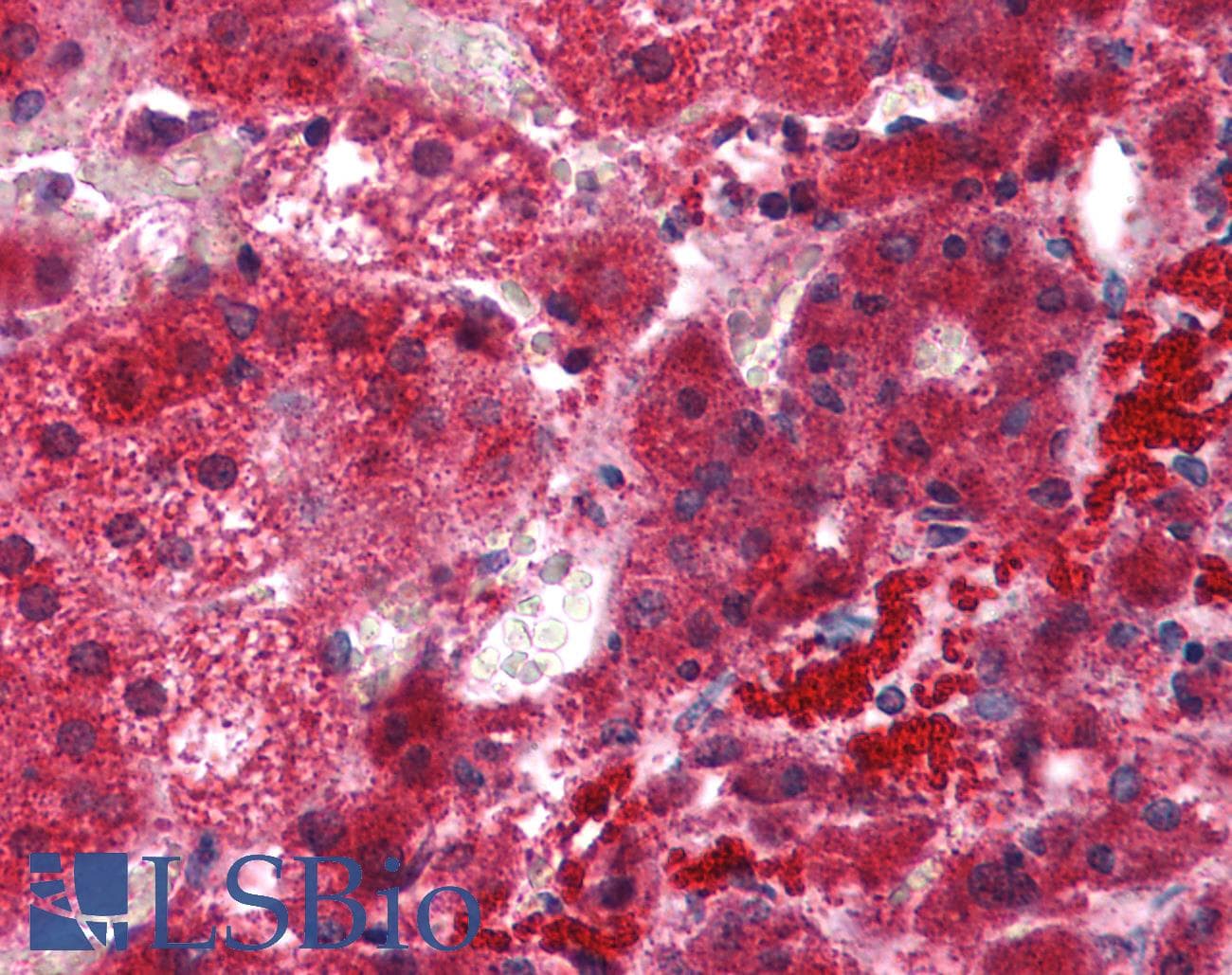 IHC-plus™ EFHD1 Antibody