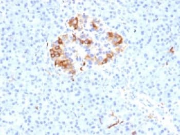 Monoclonal Mouse anti-Human Ferritin Antibody (clone FTL/1389, Azide-free,BSA-free, IHC, IF)