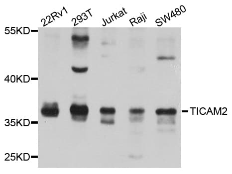 Polyclonal Rabbit anti-Human TICAM2 / TRAM Antibody (WB)