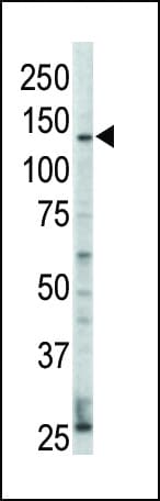 ERBB4 / HER4 Antibody (aa25-55)