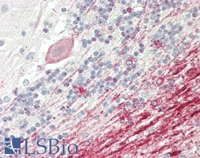 IHC-plus™ GRIN1 / NMDAR1 Antibody
