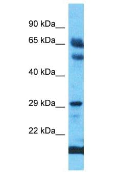 GIPC2 Antibody (aa243-292)